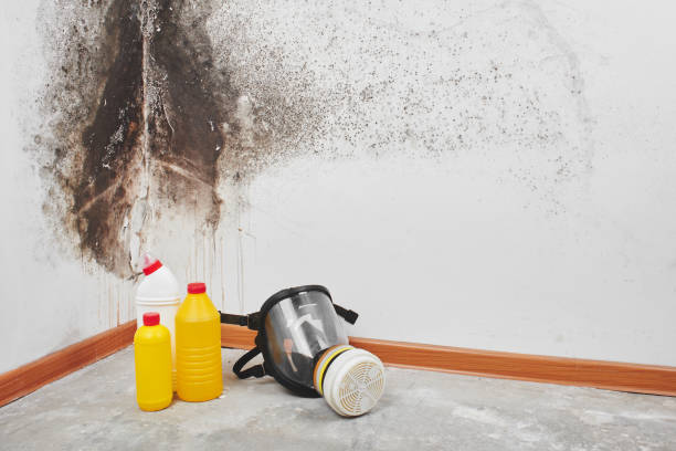Best Toxic Mold Removal  in Wauconda, IL