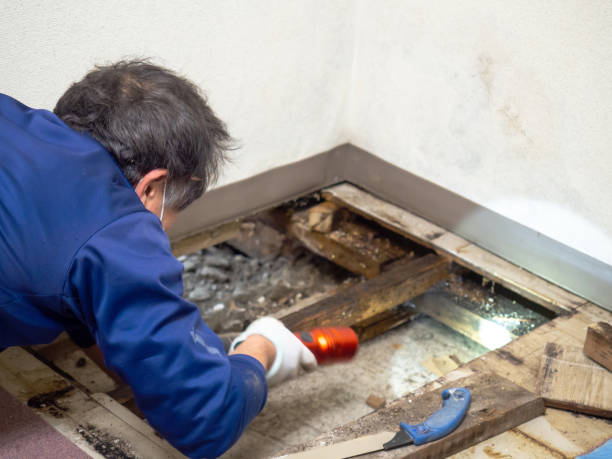 Best Attic Mold Removal  in Wauconda, IL