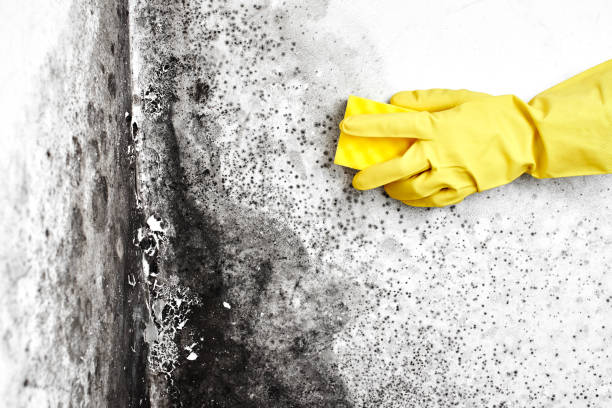 Best Water Damage Restoration  in Wauconda, IL