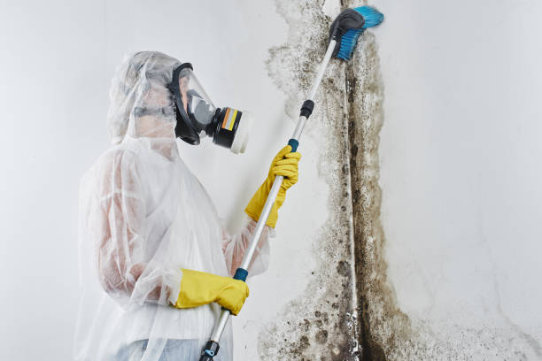Best Fast Mold Removal  in Wauconda, IL
