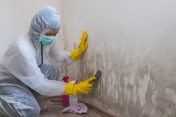 Mold Testing and Removal in Wauconda, IL