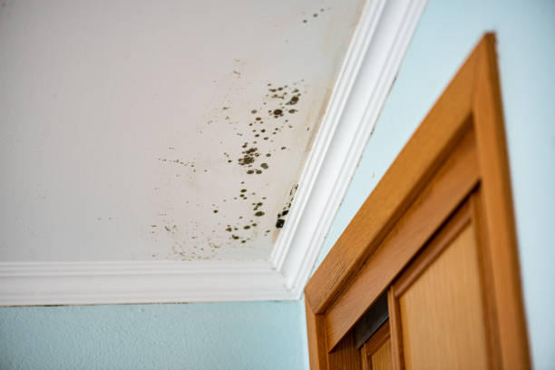 Best Attic Mold Removal  in Wauconda, IL