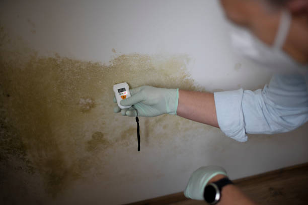 Best Fast Mold Removal  in Wauconda, IL