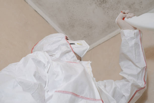 Best Mold Removal Company Near Me  in Wauconda, IL