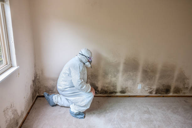 Best Home Mold Removal  in Wauconda, IL