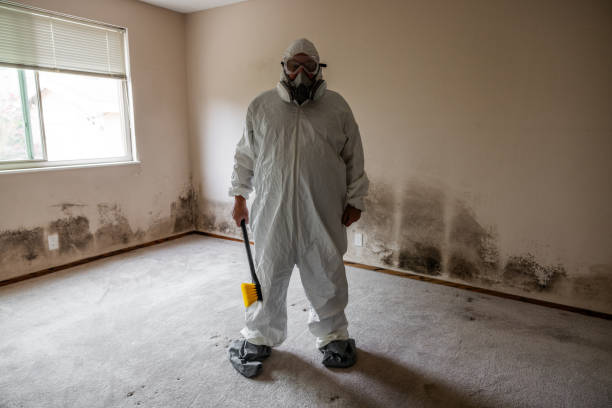 Trusted Wauconda, IL Mold Removal Experts