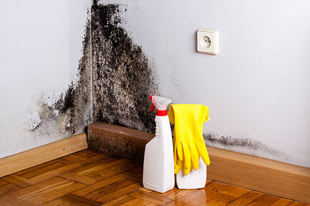Best Residential Mold Removal  in Wauconda, IL