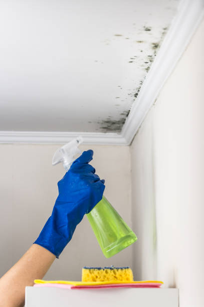 Best Best Mold Removal Companies  in Wauconda, IL