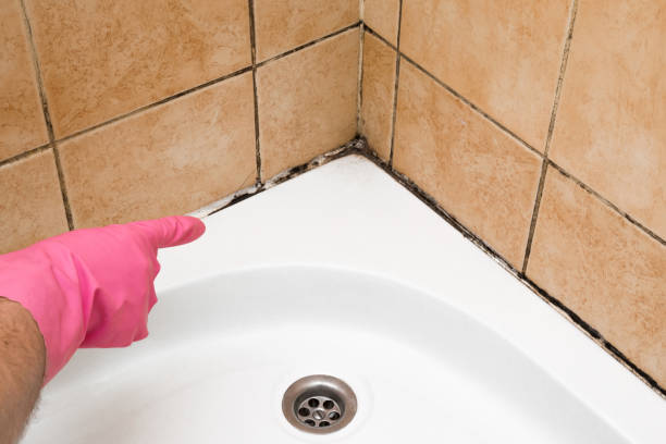 Best Commercial Mold Removal  in Wauconda, IL